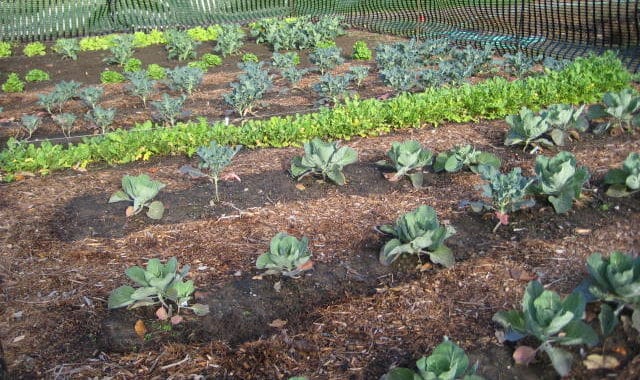 Lush vegetable garden with cabbage and kale at Bali Stay beach resort.